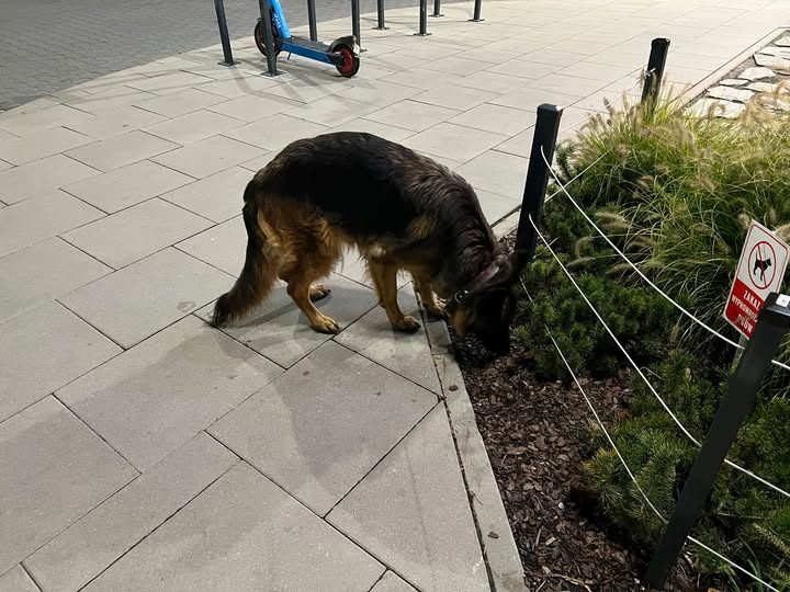 Zaginione/Znalezione zwierzęta - WARSZAWA i okolice